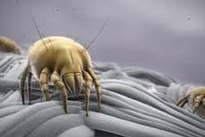 Пылевые клещи: микроскопическая угроза здоровью фото